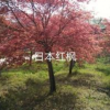 日本紅楓圖片/日本紅楓報價
