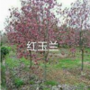 浙江供應(yīng)紅玉蘭規(guī)格齊全