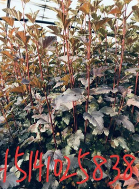 雙豐苗圃批發(fā)紫葉風(fēng)箱果金葉風(fēng)箱果容器苗小苗大苗規(guī)格齊全價格合