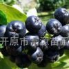 開原苗圃基地直供黑果花楸長年批發黑果花楸大量供應黑果花楸批發