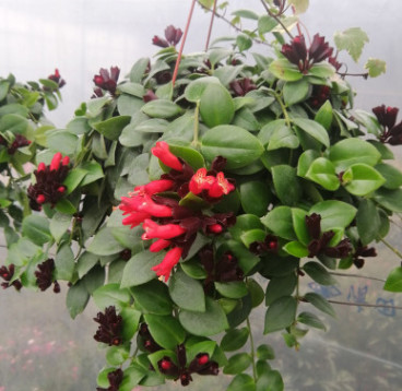 口紅吊蘭綠蘿盆栽植物室內吸甲醛凈化空氣長藤吊蘭花卉小盆栽綠植