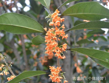 天竺桂 產地直供中13883418078