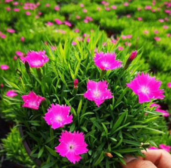完美歐石竹 開花的草坪耐寒耐干旱耐踩踏 花海綠化宿根花卉歐石竹