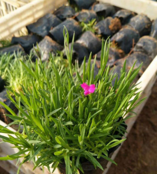 廠家直銷 優質歐石竹 營養袋歐石竹 穴盤歐石竹花期長適應力強