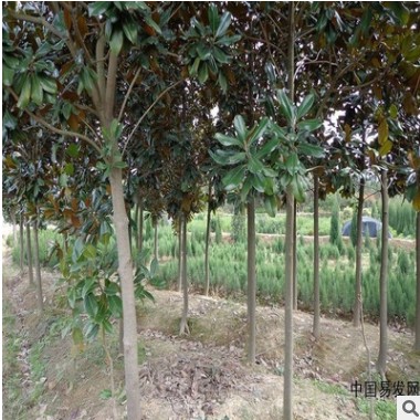 廣玉蘭 基地直銷優(yōu)質(zhì)廣玉蘭 紫玉蘭 等承接綠化工程批發(fā)配送。