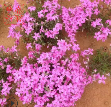 宿根花卉 芝櫻 盆栽芝櫻 紅色芝櫻花海 青州花卉基地芝櫻