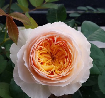 歐洲月季花苗 盆栽花卉觀花植物 大花濃香 好養四季開花玫瑰花苗