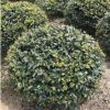 苗圃優(yōu)價(jià)供應(yīng)茶梅球
