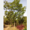 安徽樸樹(shù)*新報(bào)價(jià)/樸樹(shù)圖片