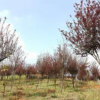 大小規格紫葉李基地