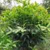 供應(yīng)200天開花日香桂 盆栽桂花和綠化桂花