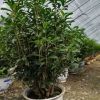 供應(yīng)200天開花花草盆景天天聞著桂花香