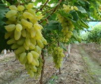 金手指葡萄樹苗