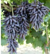 金手指葡萄樹苗