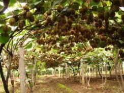 供應獼猴桃樹苗