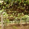 供應獼猴桃樹苗