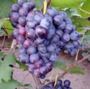 供應葡萄樹苗玫瑰