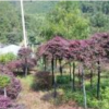 浙江紅花繼木信息