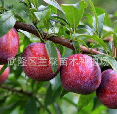 重慶基地直銷 純正三華李子苗木批發(fā) 存活率高效益好批量價格合理