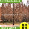 基地直銷行道樹(shù) 水杉樹(shù)木 品種齊全 綠化杉樹(shù)苗 御景園苗木