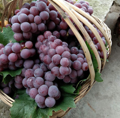 12月蜜莉葡萄苗 果樹苗木批發(fā)庭院盆栽地栽葡萄苗生命力強果粒大