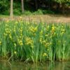 水生花卉黃菖蒲苗