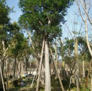 紅皮榕 精品紅皮榕