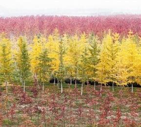 蘇格蘭金鏈樹 優良觀花樹種 江西蘇格蘭金鏈樹小苗報價 觀花之大成