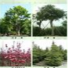 貴州六盤(pán)水綠化青楓批發(fā)、銷(xiāo)售六盤(pán)水綠化四季紅、六盤(pán)水綠化楨楠、六盤(pán)水綠化棒樹(shù)