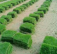 【精選】江蘇矮生百慕大草坪 百慕大自產自銷 貨源充足