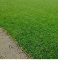 百慕大黑麥草混播草坪直銷 歡迎新老顧客淺談合作！