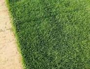 【優質推薦】矮生百慕大草坪 優質草 密度高 耐踐踏