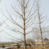 山東銀杏樹低價供應/山東銀杏樹直銷/山東銀杏樹基地