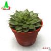 家庭園藝觀賞景天多肉植物盆景盆栽花卉 （75#）銀星