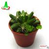 基地貨源批發觀賞多肉植物防輻射盆栽園藝花卉盆景 （75#） 金星