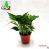 低價貨源綠墻吸甲醛凈化空氣之王吊蘭花卉盆栽盆景植物 青葉綠蘿