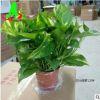 低價貨源綠墻吸甲醛凈化空氣之王吊蘭花卉盆栽盆景植物 花葉綠蘿