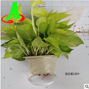 批發環保植物 綠蘿 室內綠植盆栽 吸收甲醛 綠色植物 花卉 黃金葛