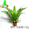 基地貨源批發山蘇花小盆栽綠墻綠化蕨類盆景植物花卉 展葉鳥巢蕨