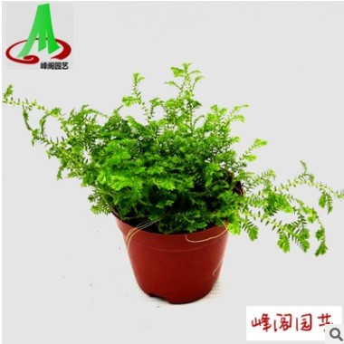 基地貨源 批發 微景觀 搭配蕨類植物花卉盆景 盆栽 金星珊瑚蕨