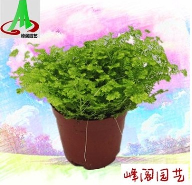 基地貨源批發微景觀搭配植物花卉盆景盆栽 金絲雀珊瑚蕨