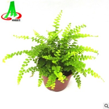 基地貨源 批發 微景觀 搭配室內小盆栽 蕨類 花卉植物 紐扣蕨
