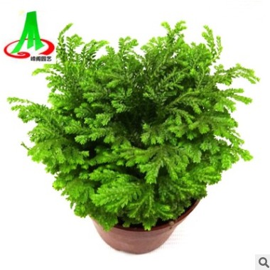 基地貨源 批發 微景觀 搭配植物 花卉 盆景盆栽 熒光珊瑚蕨