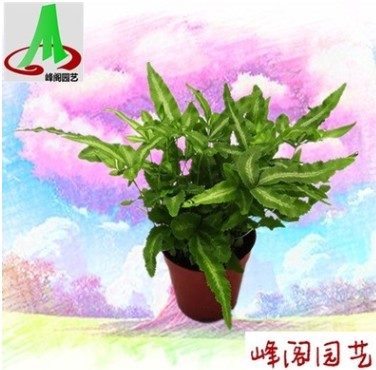 基地貨源墻體綠化微景觀搭配蕨類盆景花卉植物小盆栽 阿波線蕨