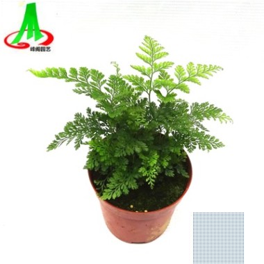 基地貨源供應微景觀搭配植物蕨類小盆景花卉植物 狼尾蕨