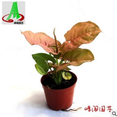 基地貨源直銷墻體綠化室內花卉植物盆栽盆景合果芋 紅粉佳人90#