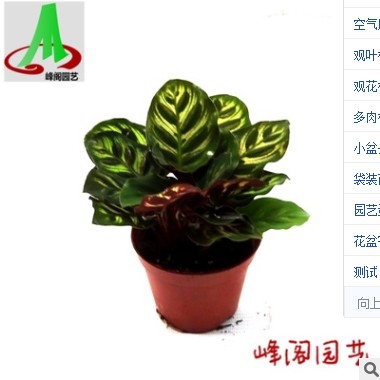 基地直銷批發室內綠植花卉凈化空氣盆栽植物（110#） 孔雀竹芋