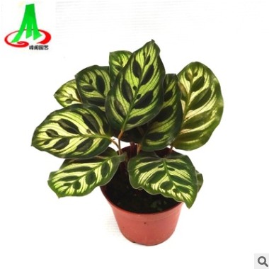 基地直銷批發室內綠植花卉凈化空氣盆栽植物 （120#）孔雀竹芋