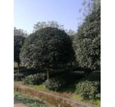 四川桂花供應，價格優惠，品質保障