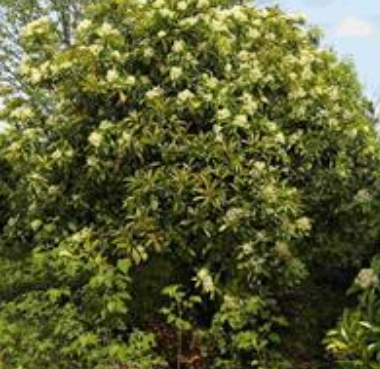 出售叢生中華石楠